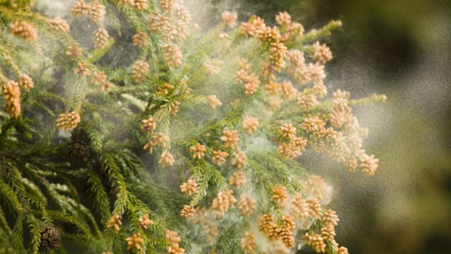 ガラスコーティングした後の洗車頻度とはプロが徹底解説 花粉 - ガラスコーティング剤通販ブログ ガラスコーティングした後の洗車頻度とはプロが徹底解説 花粉