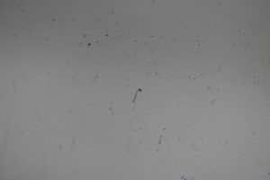 クォーツガラスコーティングとは効果とメリットデメリットを解説7 - ガラスコーティング剤通販ブログ クォーツガラスコーティングとは効果とメリットデメリットを解説7