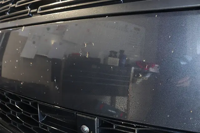 車にこびりついてしまった虫の正しい取り方と対策をプロが教えます 1