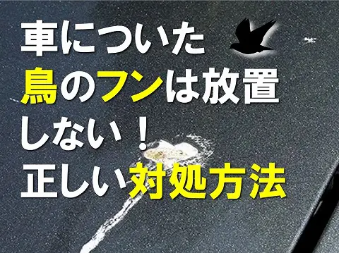 車についた鳥のフンは放置しない正しい対処方法と対策をプロが解説0