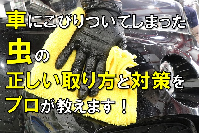 車にこびりついてしまった虫の正しい取り方と対策をプロが教えます0